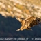 Vautour Fauve (VB 427 )