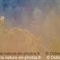 Vautour Fauve (VB 456 )