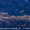 Vautour Fauve (VB 485 )