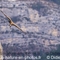 Vautour Fauve (VB 479 )