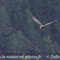 Vautour Fauve (VB 503 )