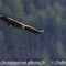 Vautour Fauve (VB 491 )