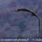 Vautour Fauve (VB 525 )