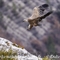 Vautour Fauve (VB 532 )