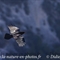 Grand Corbeau ( VB764)