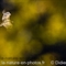 Vautour Fauve (VB 564)