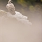Vautour Fauve (VB 570 )