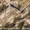 Vautour Fauve (VB 616 )