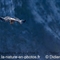 Vautour Fauve (VB 641 )