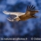 Vautour Fauve (VB 685 )