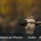 Grand Corbeau (Baronnies - VB54)