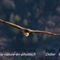Vautour Fauve (VB58)