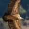 Vautour Fauve (VB 62 ) 