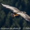 Vautour Fauve (VB 262 )
