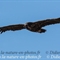 Vautour Moine (VB 253 )