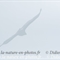 Furtif...Vautour Fauve (VB 319 )