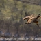 Vautour Fauve (VB 345 )