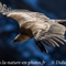 Vautour Fauve (VB 355 )