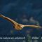 Vautour Fauve (VB 82 ) 