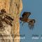 Vautour Fauve (VB 132 ) 