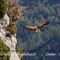 Vautour Fauve (VB 160 )