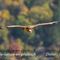 Vautour Fauve (VB 164 )
