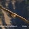 Vautour Fauve (VB 162 )