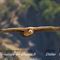 Vautour Fauve (VB 168 )