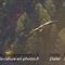 Vautour Fauve (VB 167 )