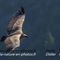 Vautour Fauve (VB 175 )