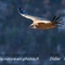 Vautour Fauve (VB 205 )