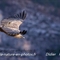 Vautour Fauve (VB 224 )