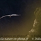 Vautour Fauve (VB 231 )