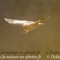 Vautour Fauve (VB 244 )
