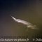 Vautour Fauve (VB 245 )