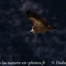 Vautour Fauve (VB 273 )