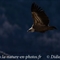 Vautour Fauve (VB 277 )