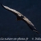 Vautour Moine (VB 292 )