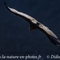 Vautour Moine (VB 301 )