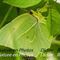 Citron (IV33)