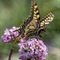 Machaon (IV6)