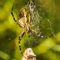 Argiope Frelon ( IV37)