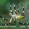 Argiope Frelon ( IV39)