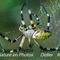 Argiope Frelon ( IV39)