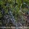 Cerf Elaphe ( Grande faune du Mt Ventoux- C14)