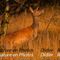 Biche (C133)