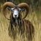 Mouflon (mâle - Faune du Mt Ventoux - M1)