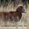 Mouflon mâle ( ongulés du Mont Ventoux - M11)