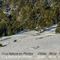 Mouflon sur les pentes enneigées du Mt Ventoux ( M14)