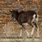 Mouflon (femelle - M17)